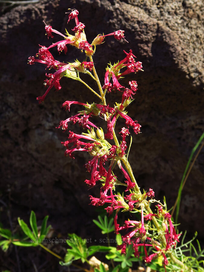 scarlet gilia, fading (Ipomopsis aggregata) [Forest Road 3965, Wallowa-Whitman National Forest, Wallowa County, Oregon]