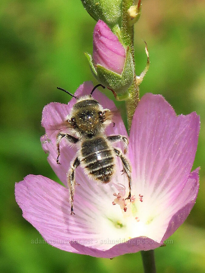 chimney bee in a checker-mallow flower (Diadasia diminuta, Sidalcea oregana) [Forest Road 3965, Wallowa-Whitman National Forest, Wallowa County, Oregon]