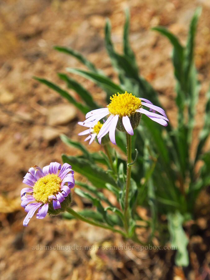 Eaton's lavender fleabane (Erigeron eatonii var. lavandulus) [Forest Road 3965, Wallowa-Whitman National Forest, Wallowa County, Oregon]