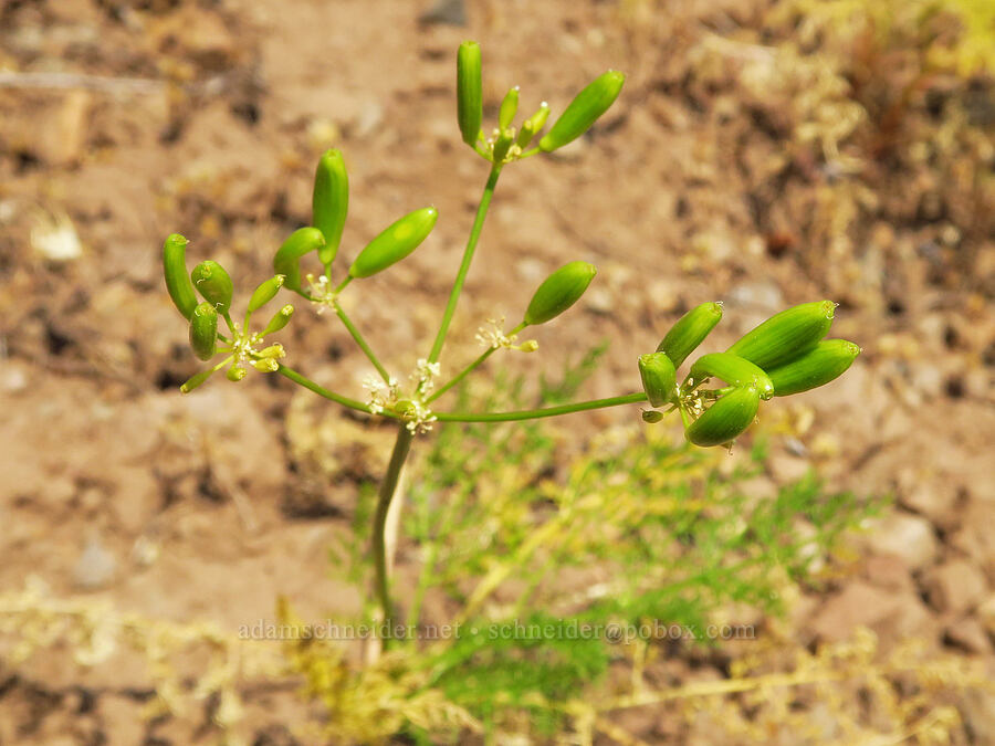 basalt desert parsley (Lomatium filicinum (Lomatium basalticum)) [Forest Road 3965, Wallowa-Whitman National Forest, Wallowa County, Oregon]