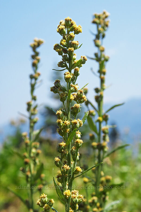 lemon sagewort (?) (Artemisia michauxiana) [Forest Road 3965, Wallowa-Whitman National Forest, Wallowa County, Oregon]