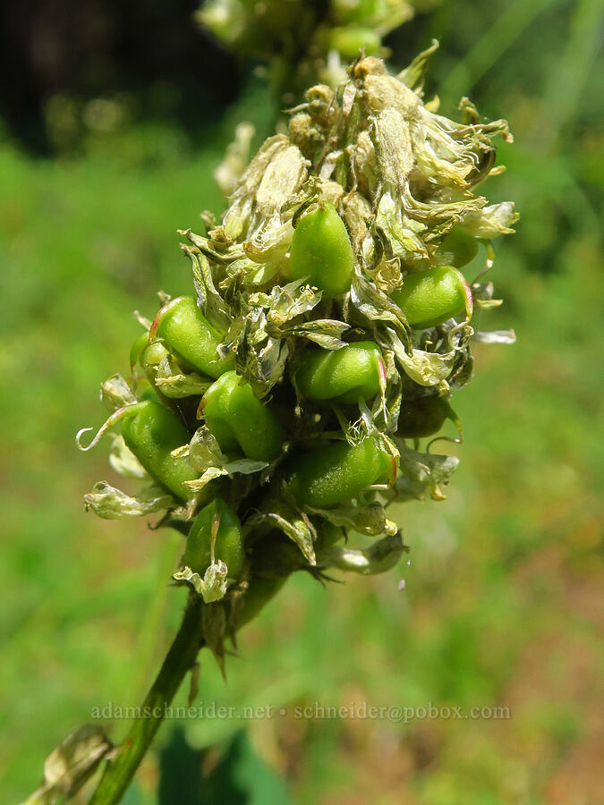 Morton's Canadian milk-vetch pods (Astragalus canadensis var. mortonii) [Forest Road 3965, Wallowa-Whitman National Forest, Wallowa County, Oregon]