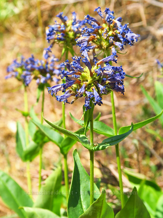 globe penstemon, fading (Penstemon globosus) [Buck Creek Trailhead, Wallowa-Whitman National Forest, Wallowa County, Oregon]