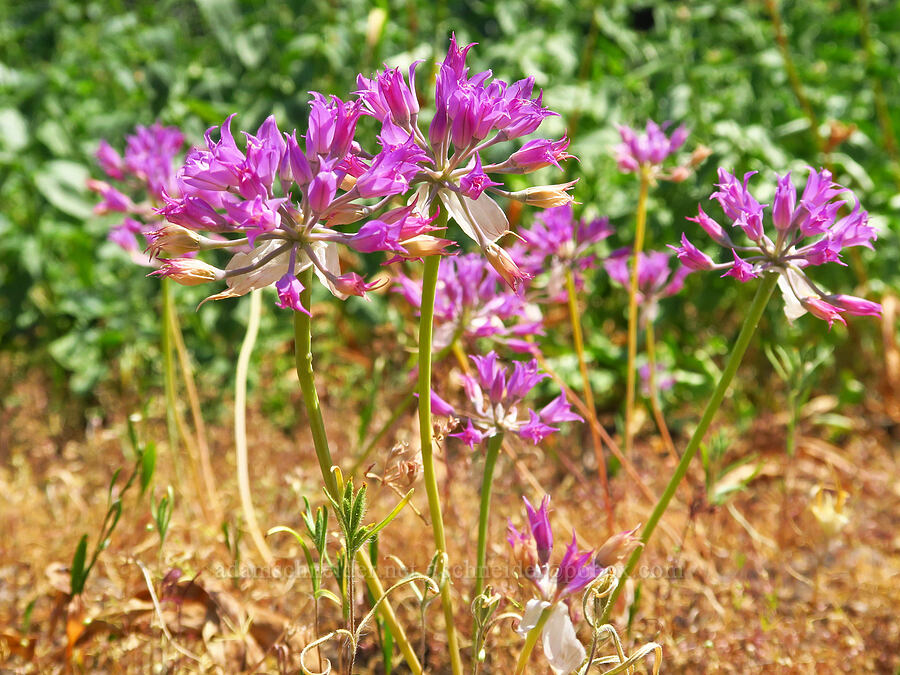 taper-tip onion (Allium acuminatum) [Buck Creek Trailhead, Wallowa-Whitman National Forest, Wallowa County, Oregon]