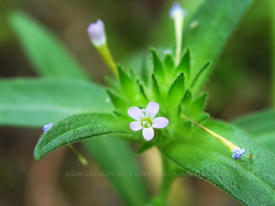 narrow-leaf collomia (Collomia linearis) [Buck Creek Trailhead, Wallowa-Whitman National Forest, Wallowa County, Oregon]