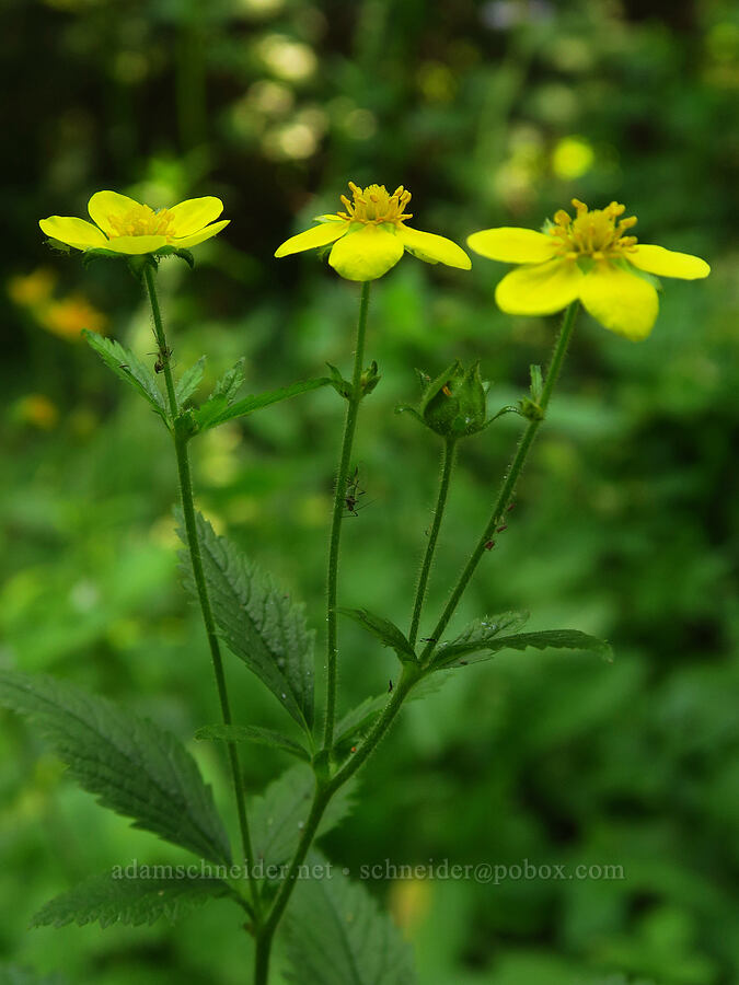 Idaho sticky cinquefoil (Drymocallis glabrata (Potentilla glandulosa var. intermedia)) [Buck Creek Trailhead, Wallowa-Whitman National Forest, Wallowa County, Oregon]