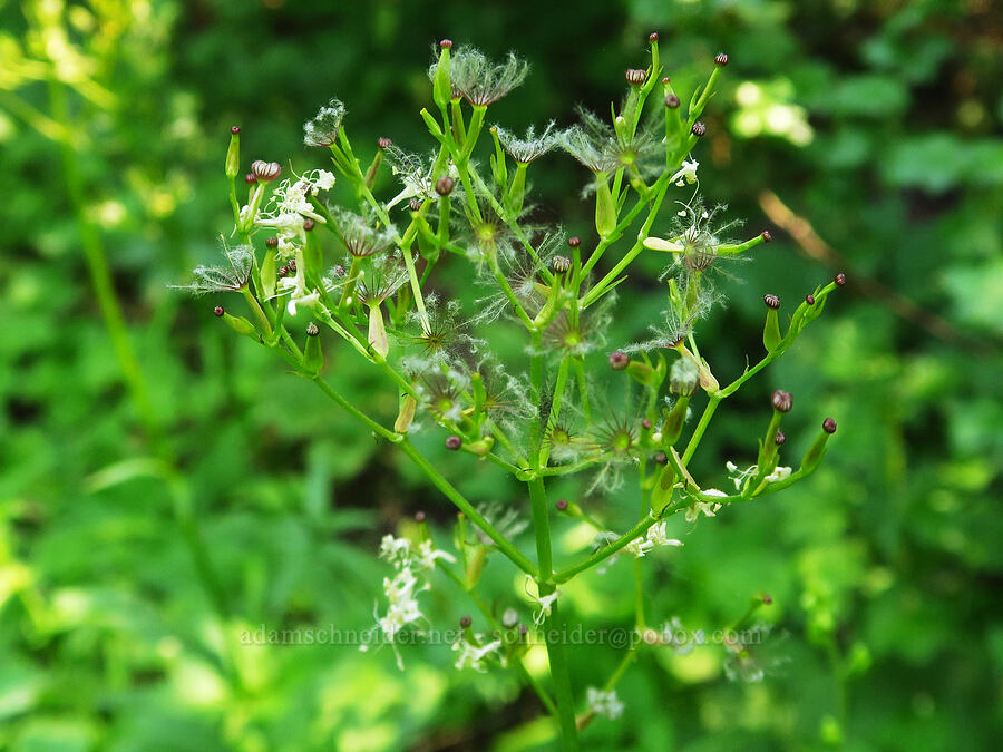 Sitka valerian, gone to seed (Valeriana sitchensis) [Buck Creek Trailhead, Wallowa-Whitman National Forest, Wallowa County, Oregon]