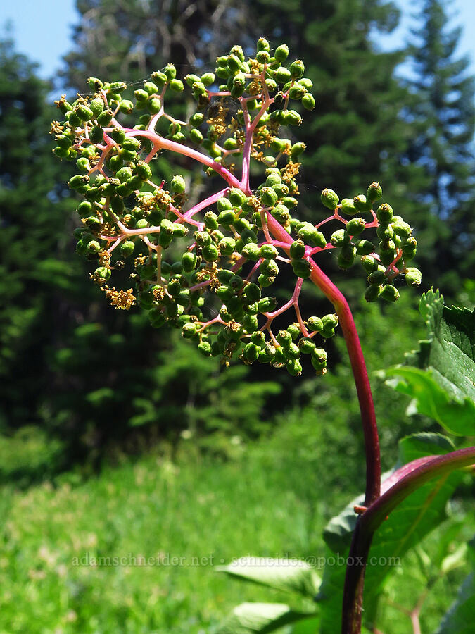 unripe black elderberries (Sambucus racemosa var. melanocarpa) [Buck Creek Trailhead, Wallowa-Whitman National Forest, Wallowa County, Oregon]