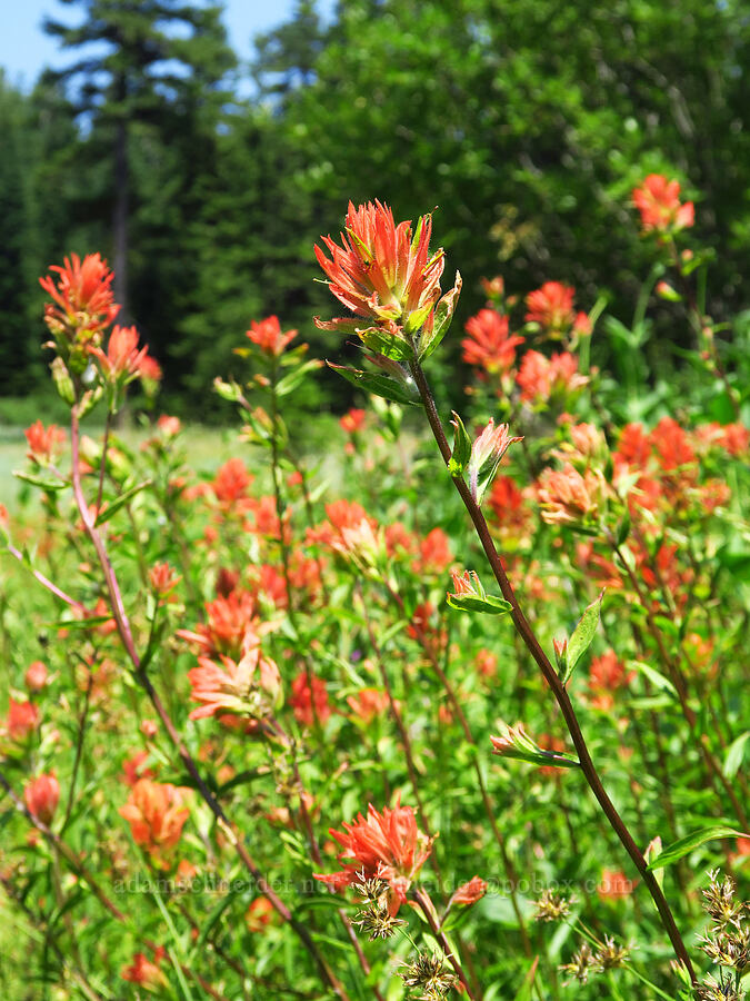 scarlet paintbrush (Castilleja miniata) [Buck Creek Trailhead, Wallowa-Whitman National Forest, Wallowa County, Oregon]