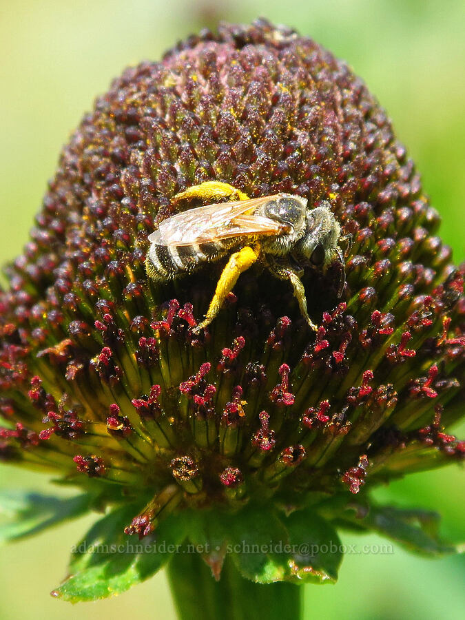 furrow bee on western coneflower (Halictus ligatus, Rudbeckia occidentalis) [Buck Creek Trailhead, Wallowa-Whitman National Forest, Wallowa County, Oregon]