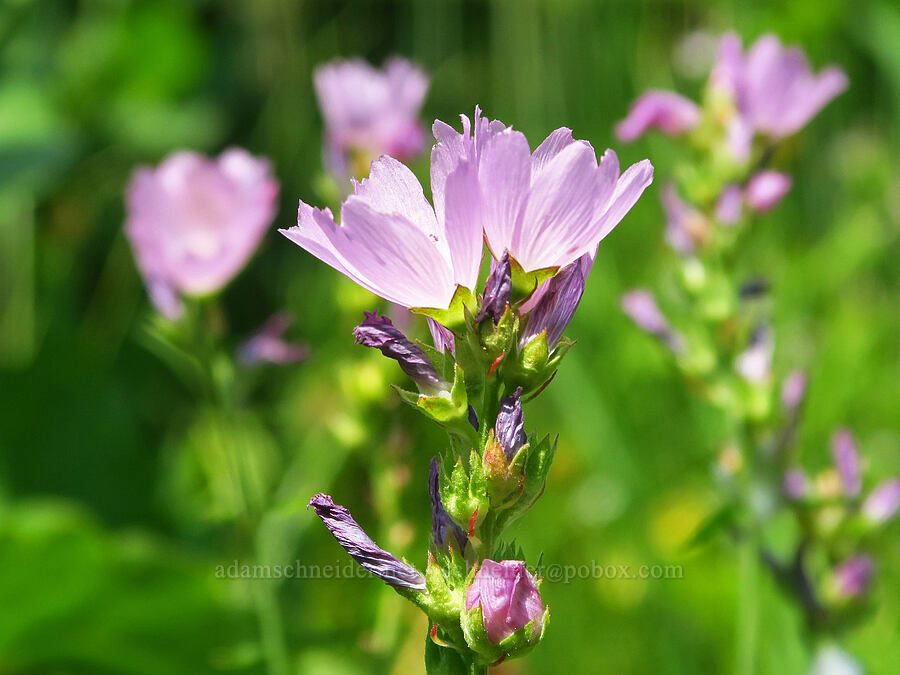 Oregon checker-mallow (Sidalcea oregana) [Buck Creek Trailhead, Wallowa-Whitman National Forest, Wallowa County, Oregon]