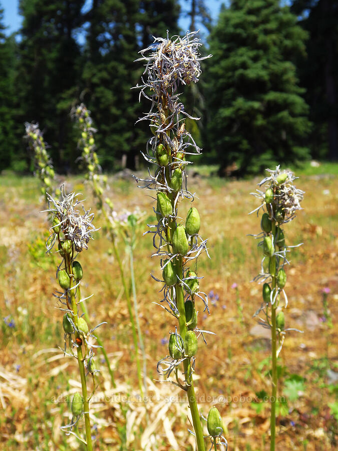 Cusick's camas, going to seed (Camassia cusickii) [Buck Creek Trailhead, Wallowa-Whitman National Forest, Wallowa County, Oregon]