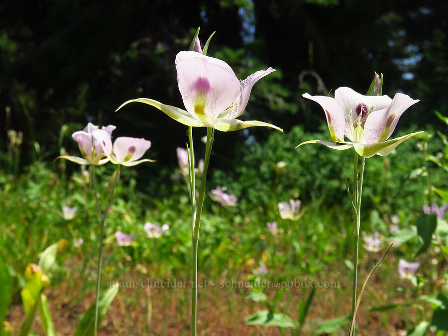 white/big-pod mariposa lilies (Calochortus eurycarpus) [Buck Creek Trailhead, Wallowa-Whitman National Forest, Wallowa County, Oregon]