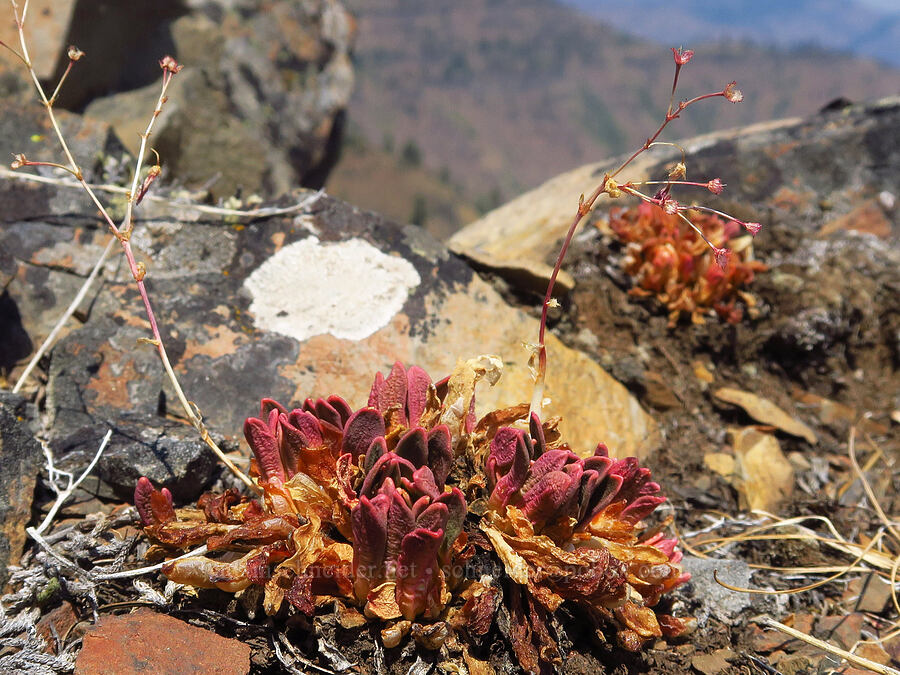 Columbia lewisia, gone to seed (Lewisia columbiana) [Buck Creek Trail, Wallowa-Whitman National Forest, Wallowa County, Oregon]