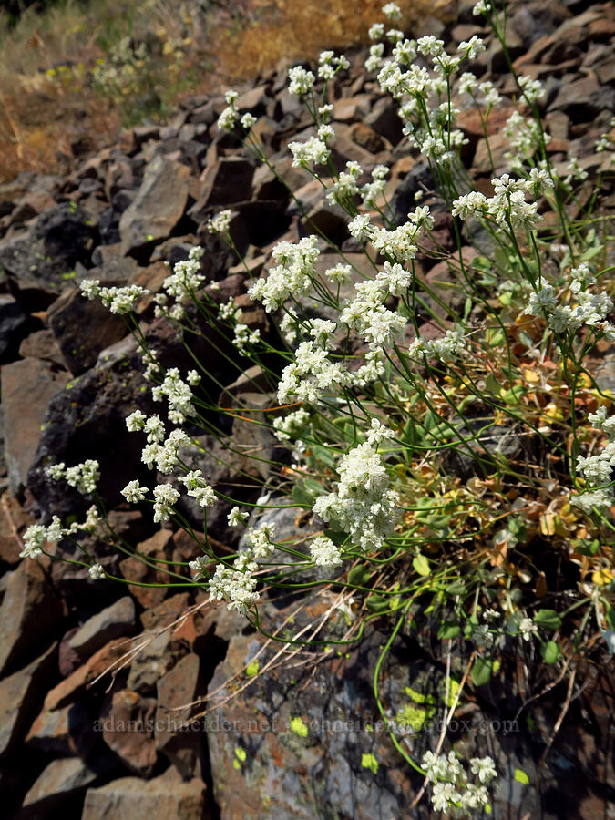 strict buckwheat (Eriogonum strictum var. strictum) [Buck Creek Trail, Wallowa-Whitman National Forest, Wallowa County, Oregon]