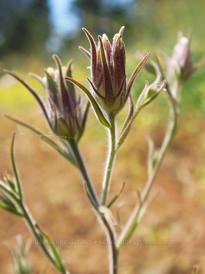 Yakima bird's-beak (Cordylanthus capitatus) [Buck Creek Trail, Wallowa-Whitman National Forest, Wallowa County, Oregon]