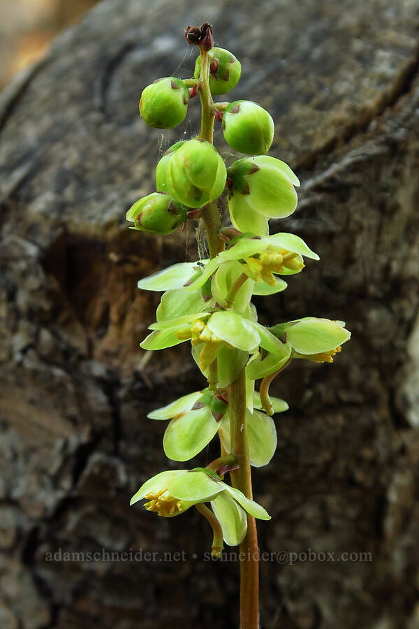 white-veined pyrola (Pyrola picta) [Buck Creek Trailhead, Wallowa-Whitman National Forest, Wallowa County, Oregon]