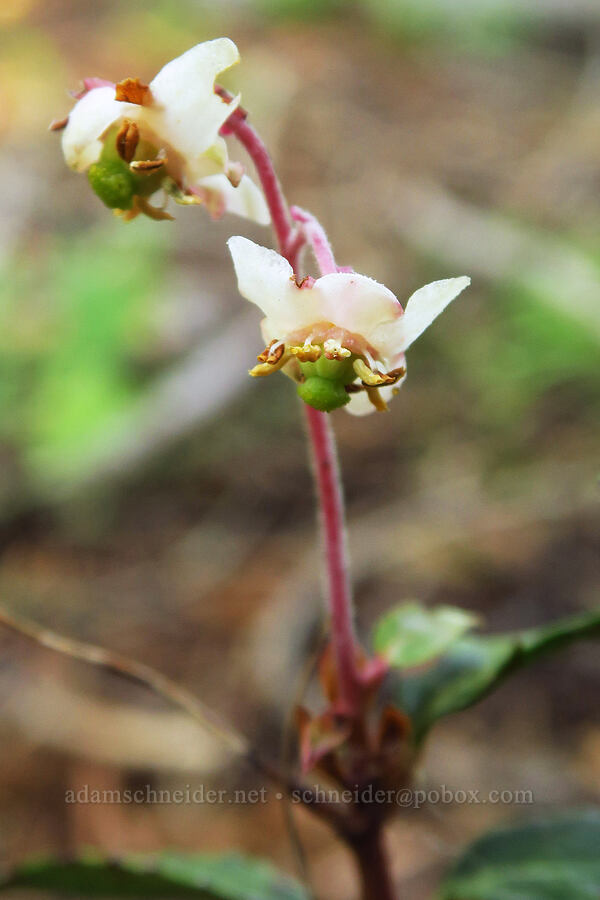 little pipsissewa (Chimaphila menziesii) [Buck Creek Trailhead, Wallowa-Whitman National Forest, Wallowa County, Oregon]