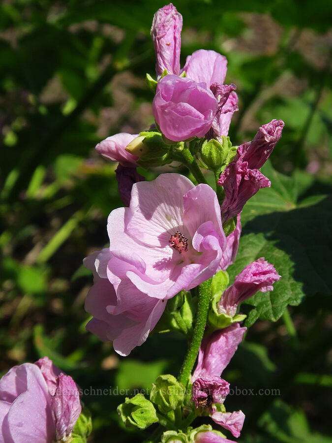 streambank globe-mallow (wild hollyhock) (Iliamna rivularis) [Forest Road 3965, Wallowa-Whitman National Forest, Wallowa County, Oregon]