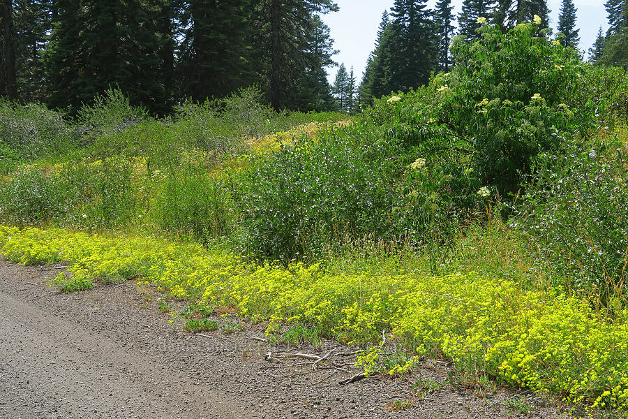 roadside wildflowers & shrubs (Eriogonum umbellatum var. ellipticum, Agastache urticifolia, Sambucus sp.) [Forest Road 3965, Wallowa-Whitman National Forest, Wallowa County, Oregon]