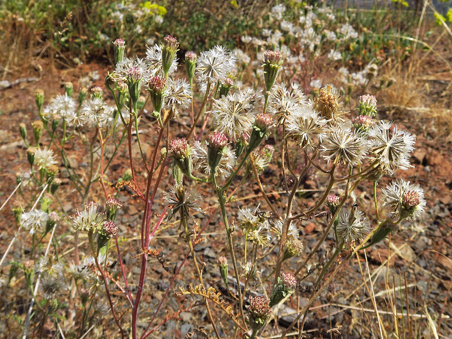 Douglas' pincushion, going to seed (Chaenactis douglasii) [Forest Road 3965, Wallowa-Whitman National Forest, Wallowa County, Oregon]