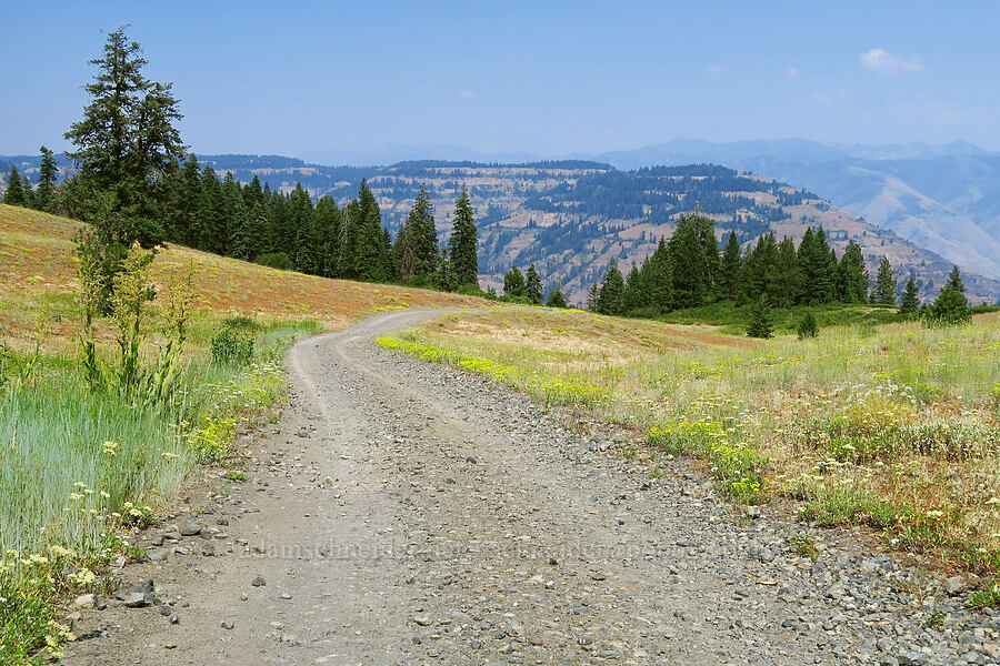 wildflowers & Hells Canyon [Forest Road 3965, Wallowa-Whitman National Forest, Wallowa County, Oregon]