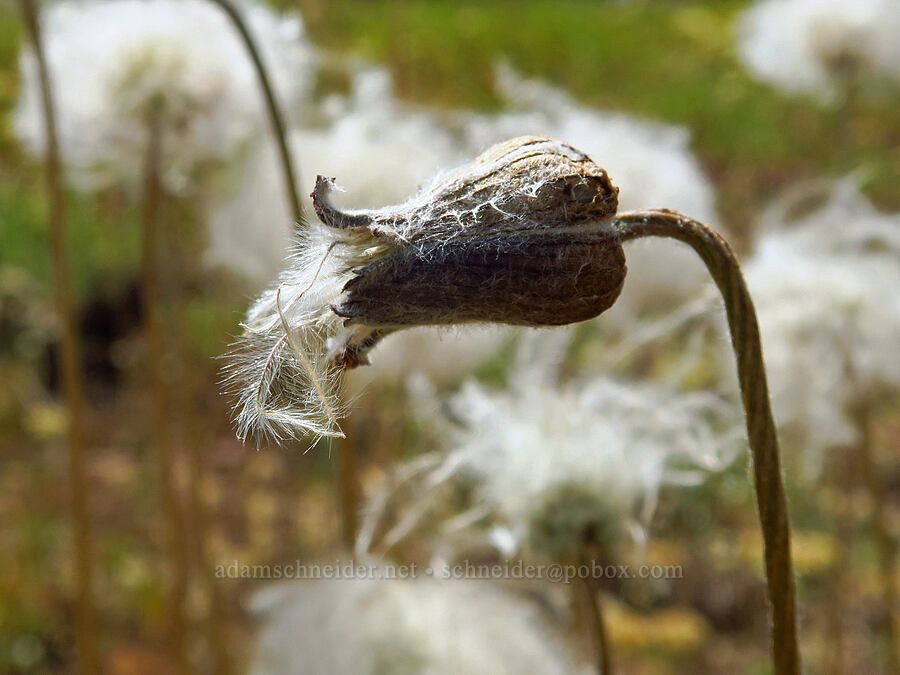 hairy clematis, gone to seed (Clematis hirsutissima) [Forest Road 3965, Wallowa-Whitman National Forest, Wallowa County, Oregon]