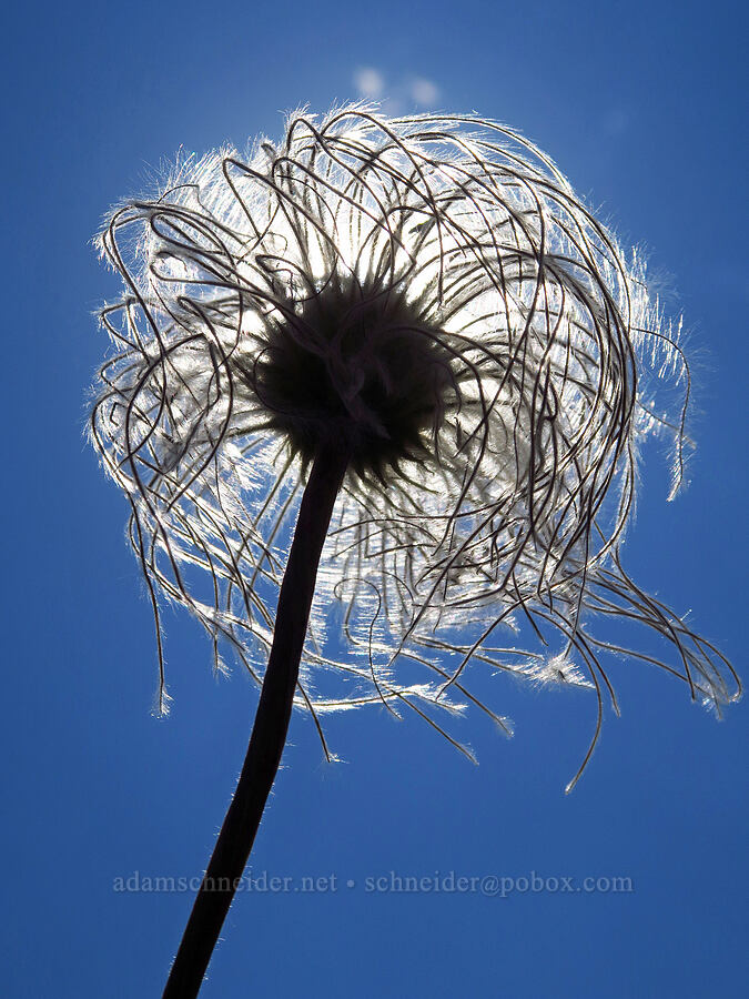 hairy clematis, gone to seed (Clematis hirsutissima) [Forest Road 3965, Wallowa-Whitman National Forest, Wallowa County, Oregon]