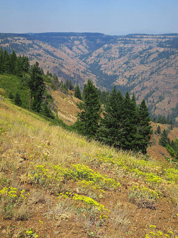 wildflowers & Hells Canyon [Hells Canyon Overlook, Wallowa-Whitman National Forest, Wallowa County, Oregon]