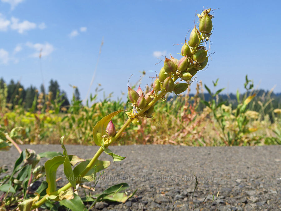 Payette penstemon, going to seed (Penstemon payettensis) [Hells Canyon Overlook, Wallowa-Whitman National Forest, Wallowa County, Oregon]