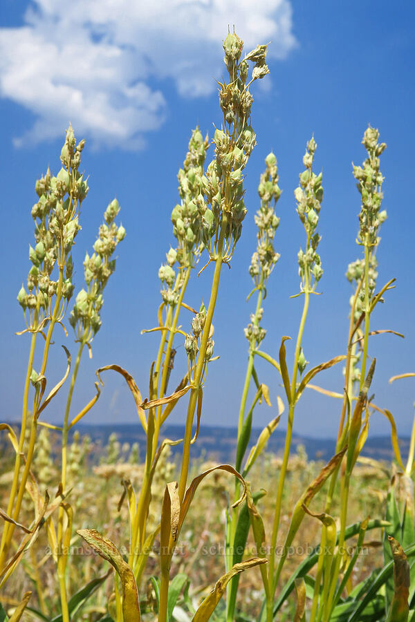 white-stem frasera, going to seed (Frasera albicaulis var. idahoensis (Swertia idahoensis)) [Hells Canyon Overlook, Wallowa-Whitman National Forest, Wallowa County, Oregon]