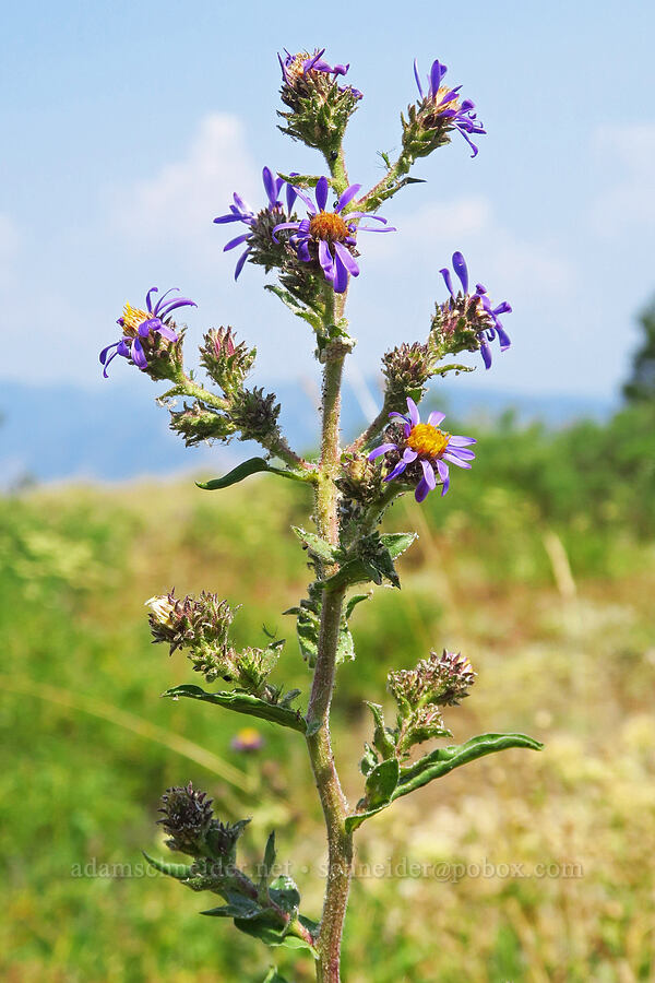 sticky aster (Eurybia integrifolia (Aster integrifolius)) [Hells Canyon Overlook, Wallowa-Whitman National Forest, Wallowa County, Oregon]