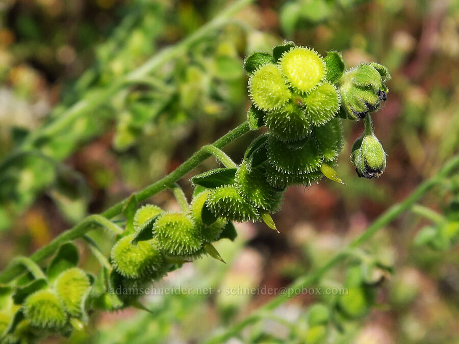 common hound's-tongue, going to seed (Cynoglossum officinale) [Hells Canyon Overlook, Wallowa-Whitman National Forest, Wallowa County, Oregon]