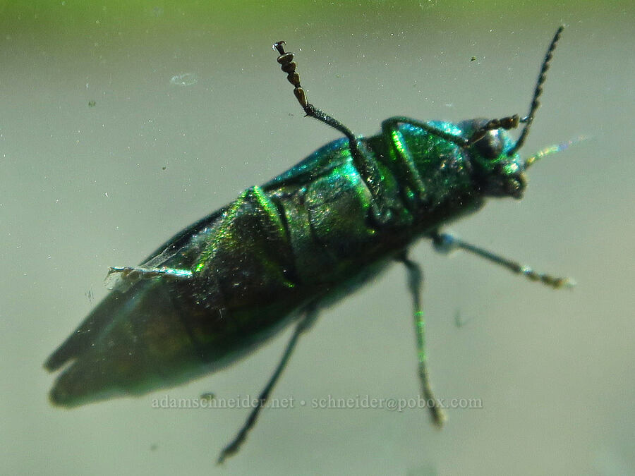 jewel beetle (Buprestis langii) [Forest Road 3965, Wallowa-Whitman National Forest, Wallowa County, Oregon]