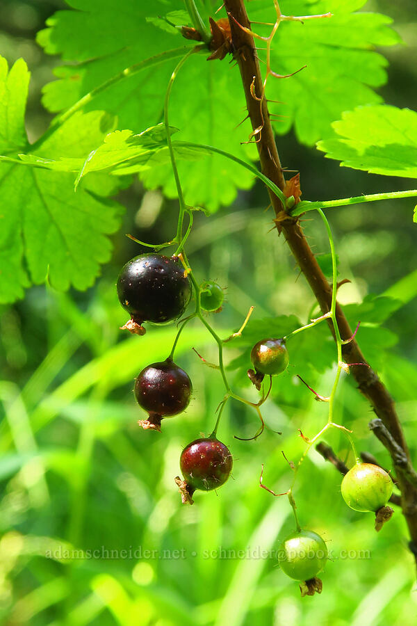 prickly currant berries (Ribes lacustre) [Forest Road 3965, Wallowa-Whitman National Forest, Wallowa County, Oregon]