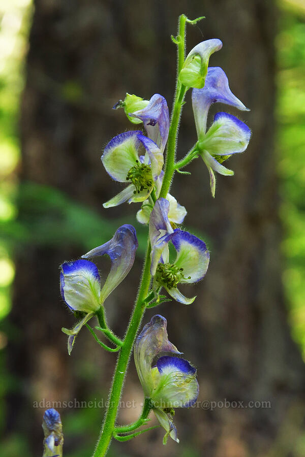 two-tone monkshood (Aconitum columbianum) [Forest Road 3965, Wallowa-Whitman National Forest, Wallowa County, Oregon]