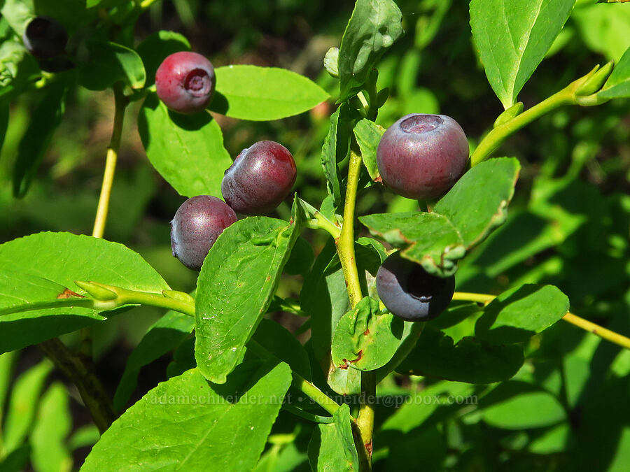 black huckleberries (Vaccinium membranaceum) [Brant Spring, Wallowa-Whitman National Forest, Wallowa County, Oregon]