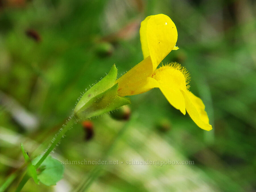 little-leaf monkeyflower (Erythranthe microphylla (Mimulus microphyllus)) [Brant Spring, Wallowa-Whitman National Forest, Wallowa County, Oregon]