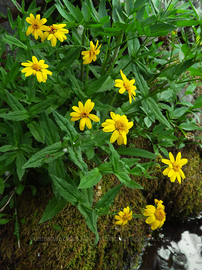 stream-bank arnica (Arnica lanceolata ssp. prima (Arnica amplexicaulis)) [North Fork Teanaway River, Okanogan-Wenatchee National Forest, Kittitas County, Washington]