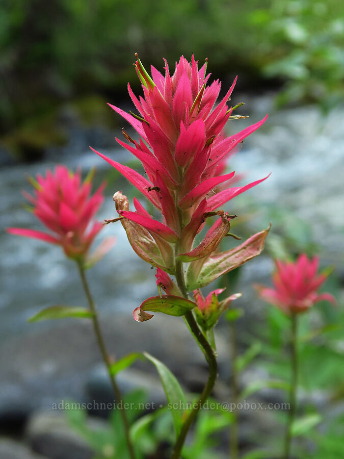 scarlet paintbrush (Castilleja miniata) [North Fork Teanaway River, Okanogan-Wenatchee National Forest, Kittitas County, Washington]