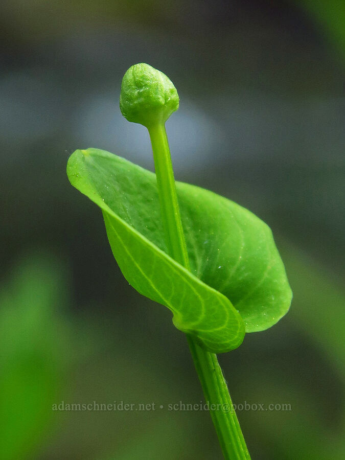 fringed grass-of-parnassus, budding (Parnassia fimbriata) [North Fork Teanaway River, Okanogan-Wenatchee National Forest, Kittitas County, Washington]