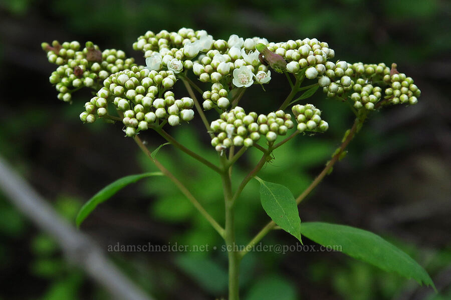 white spirea (Spiraea lucida (Spiraea betulifolia var. lucida)) [North Fork Teanaway River, Okanogan-Wenatchee National Forest, Kittitas County, Washington]