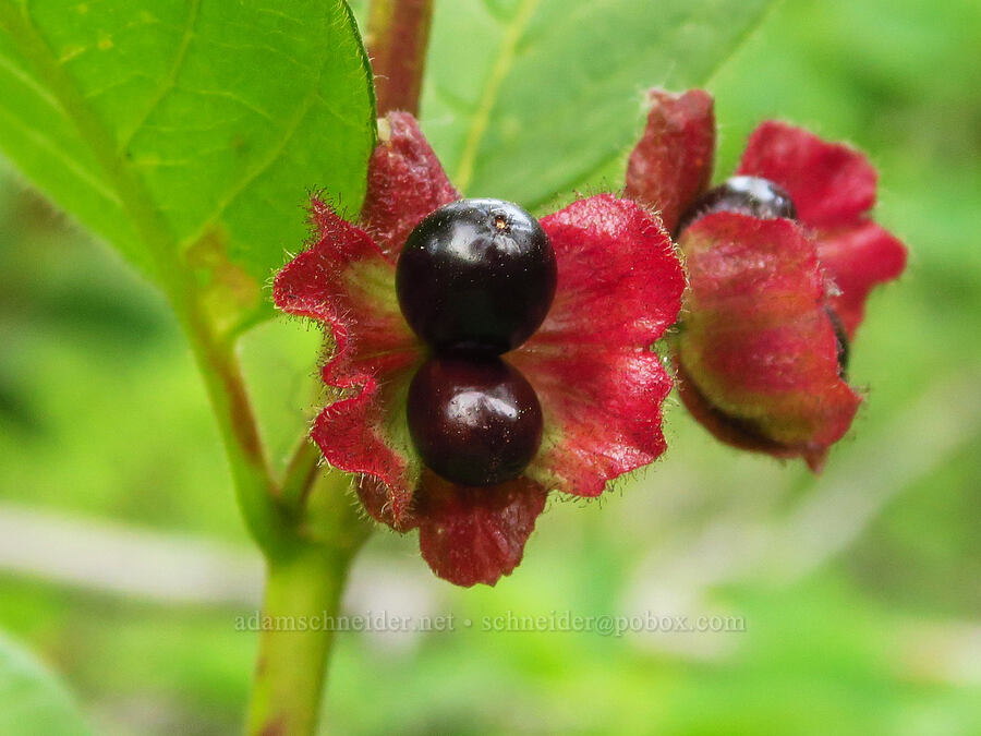 black twin-berries (Lonicera involucrata) [North Fork Teanaway River, Okanogan-Wenatchee National Forest, Kittitas County, Washington]