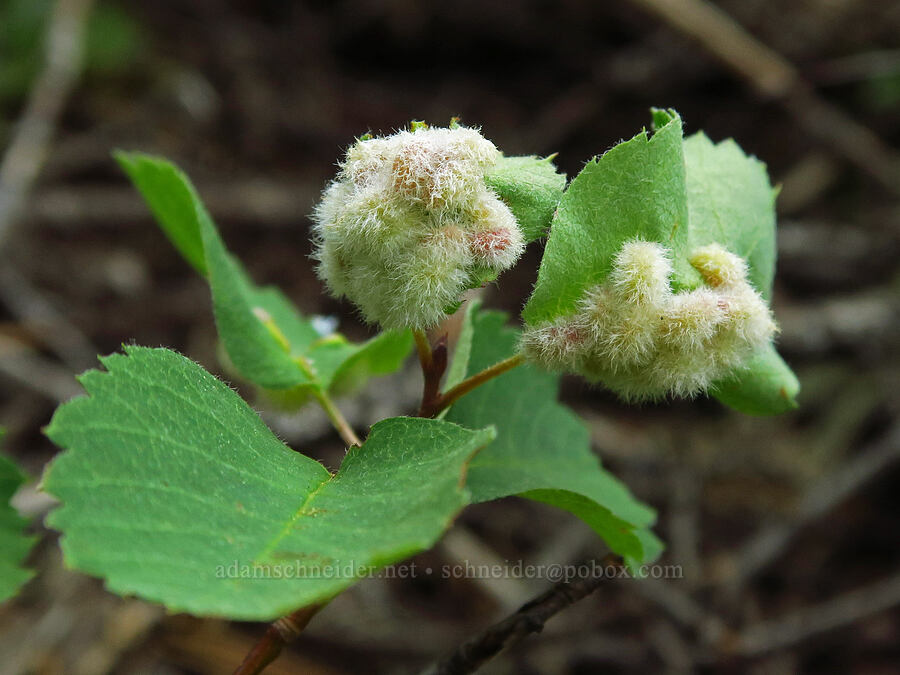 woolly galls on a snowberry leaf (Blaesodiplosis sp., Amelanchier alnifolia) [North Fork Teanaway River, Okanogan-Wenatchee National Forest, Kittitas County, Washington]