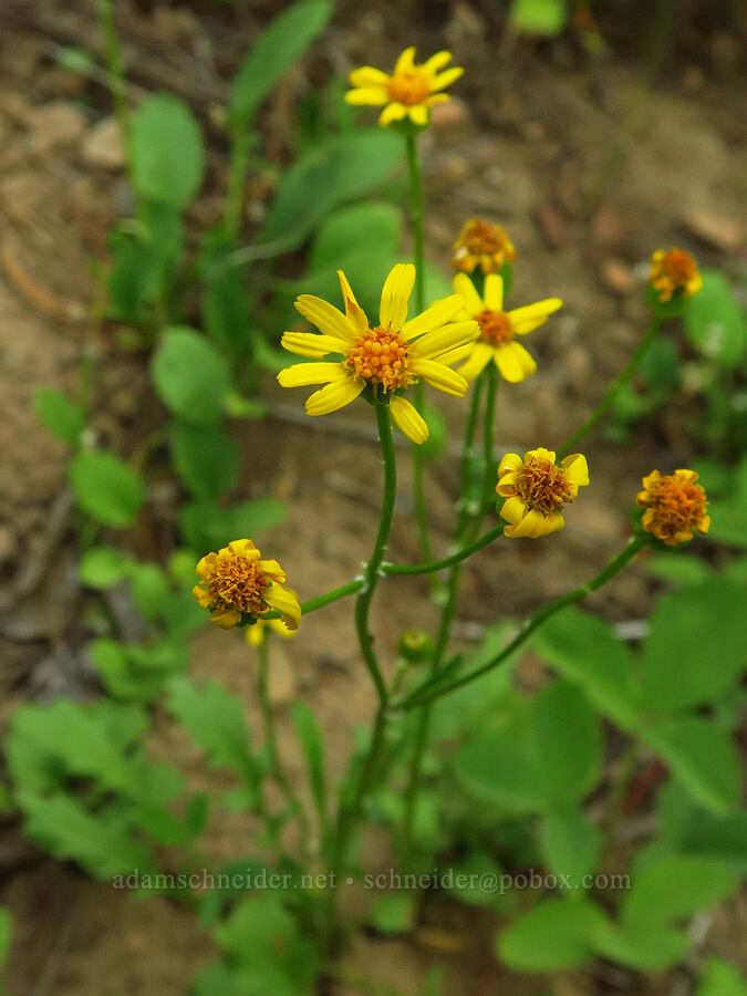 groundsel/ragwort [North Fork Teanaway River, Okanogan-Wenatchee National Forest, Kittitas County, Washington]