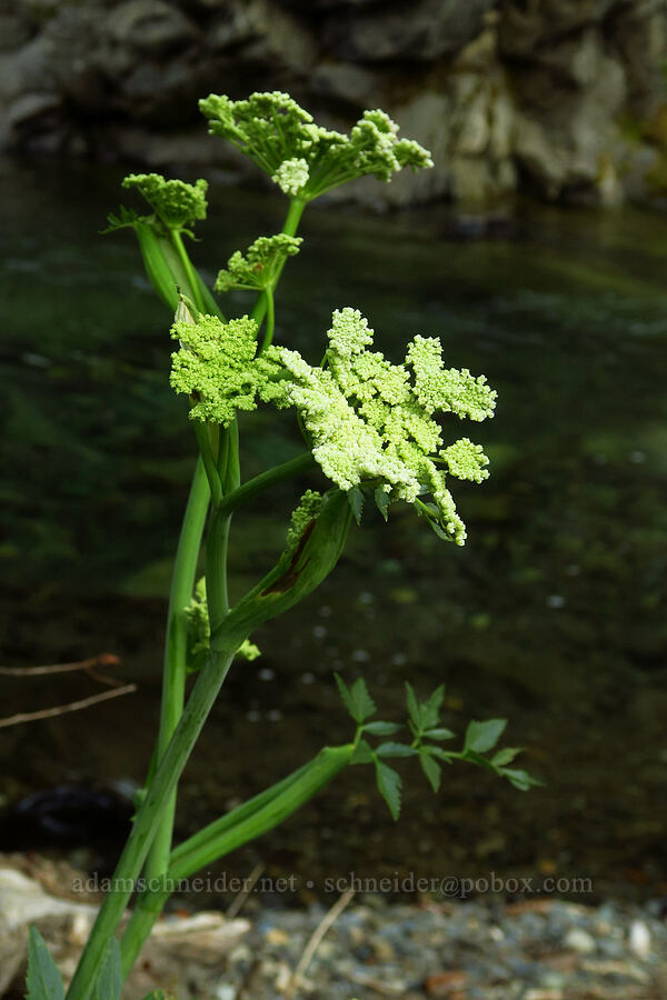 sharp-tooth angelica (Angelica arguta) [North Fork Teanaway River, Okanogan-Wenatchee National Forest, Kittitas County, Washington]