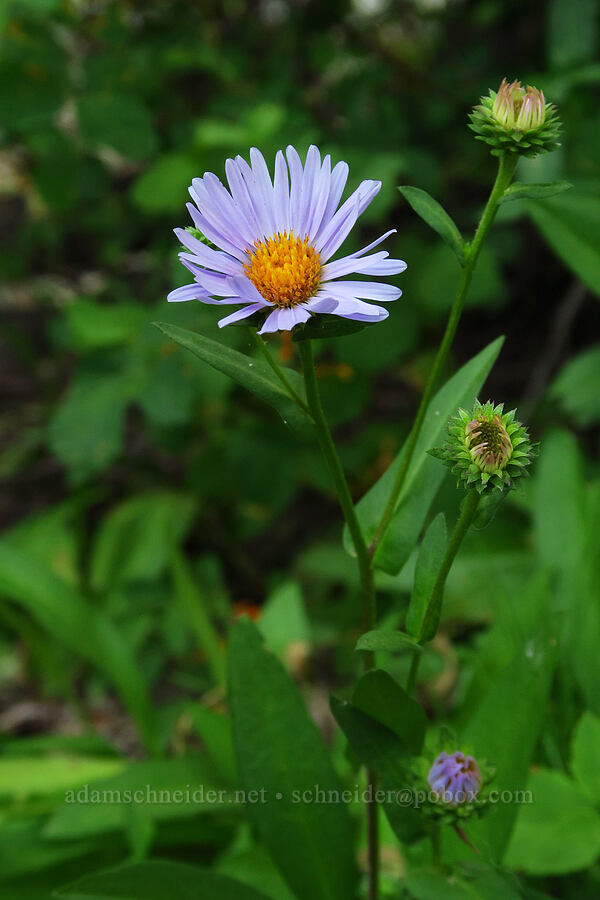 leafy-bract aster (Symphyotrichum foliaceum (Aster foliaceus)) [North Fork Teanaway River, Okanogan-Wenatchee National Forest, Kittitas County, Washington]