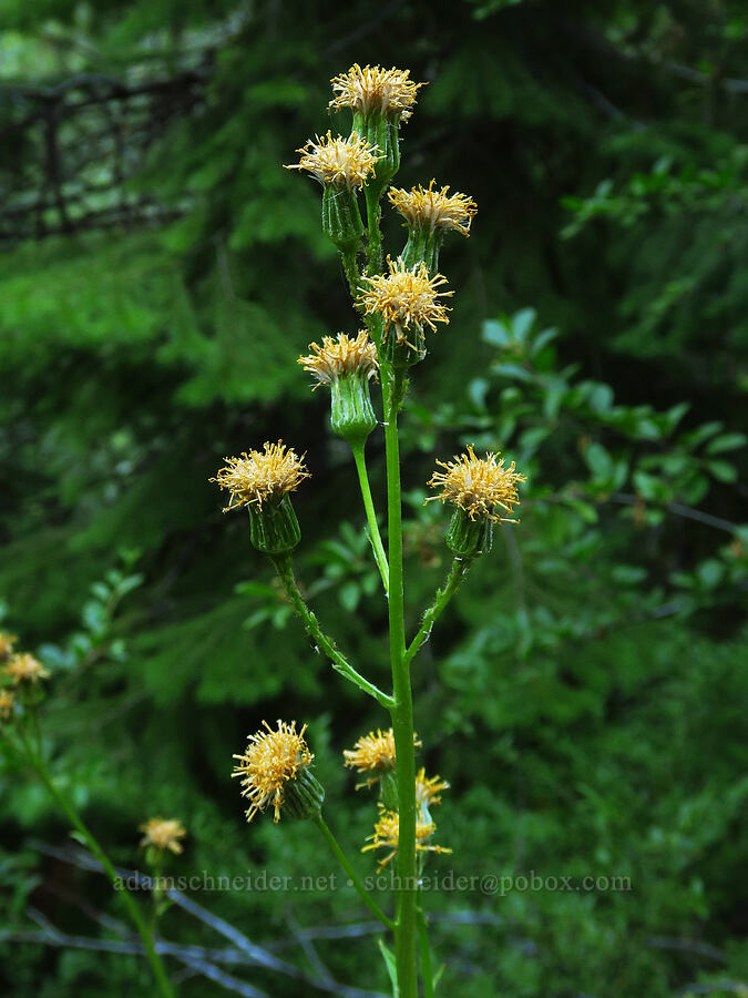 silver-crown luina, going to seed (Cacaliopsis nardosmia (Cacalia nardosmia)) [Esmeralda Basin Trail, Okanogan-Wenatchee National Forest, Kittitas County, Washington]