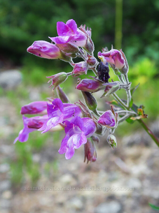 turtle-head penstemon (Nothochelone nemorosa) [Esmeralda Basin Trail, Okanogan-Wenatchee National Forest, Kittitas County, Washington]