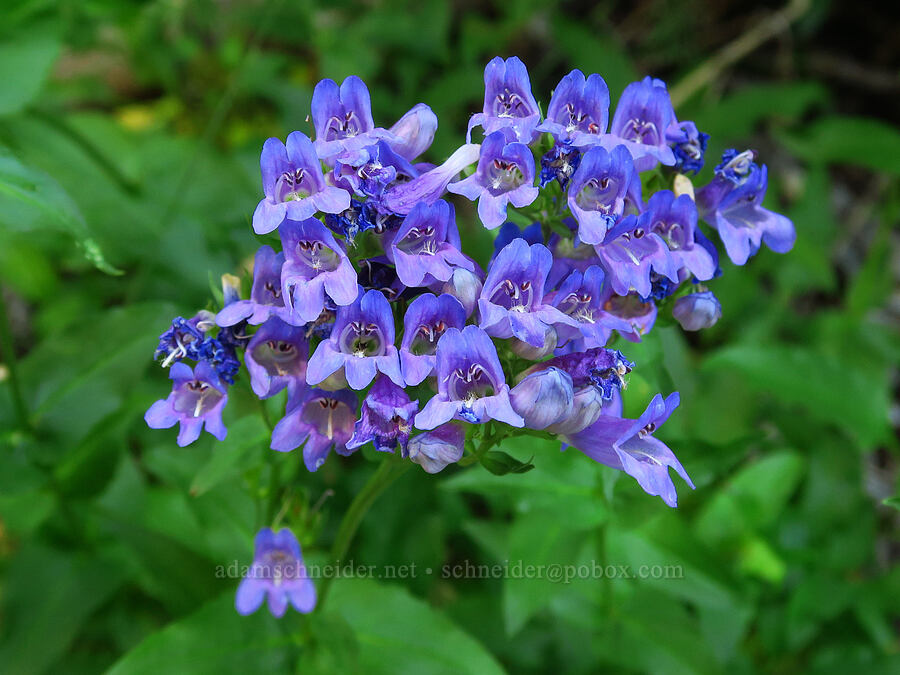 Cascade penstemon (Penstemon serrulatus) [Esmeralda Basin Trail, Okanogan-Wenatchee National Forest, Kittitas County, Washington]